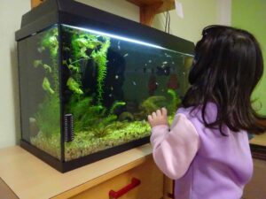 ein Kind schaut ins Aquarium